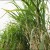 Электроэнергия на территории Кубы будет получаться из сахарного тростника