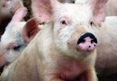 Фермер вырабатывает электричество из продуктов жизнедеятельности свиней
