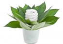 Энергосберегающие лампы и лампы накаливания для освещения
