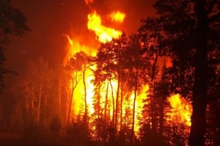 Почему горят сибирские леса?