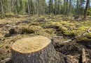 К 40-летию Конвенции ЮНЕСКО в России так и не научились «сохранять» природу
