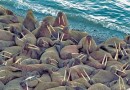 Ученые впервые оценили количество моржей в Баренцевом море
