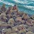 Ученые впервые оценили количество моржей в Баренцевом море