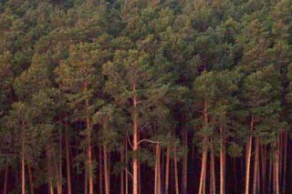 В Удмуртии усыхание хвойных лесов приобрело характер чрезвычайного бедствия