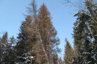 Алтайский край стал примером в ведении лесного хозяйства для регионов России