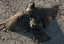 Экологи заявили о массовой смерти птиц в Краснодарском крае