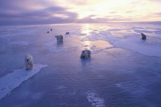 Несмотря на глобальное потепление, льды Антарктиды растут
