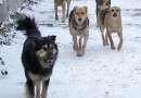 В Новосибирске потратят 3,5 млрд руб  на бродячих собак