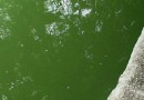 Пруд в Ижевске будет очищен от водорослей с помощью экспериментального метода