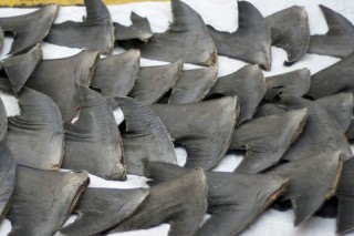 Новое требование на запрет промысла плавников акул готовится ввести Евросоюз