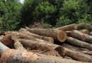 На территории курортной зоны в вырубке леса признали виновной группу горожан