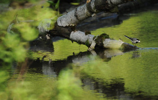 В две тысячи четырнадцатом году Васюганское болото в Томской области станет заповедником федерального уровня