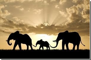 Приблизительно сто девяносто слонов погибло в самом крупном национальном парке в Зимбабве