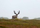 На Камчатке из-за вулкана вдвое сократилась популяция северного оленя