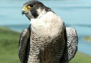 WWF: надо проверить происхождение соколов, которых хотят увезти из России