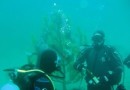 В Боснии и Герцеговине спасатели и водолазы нарядили под водой елку