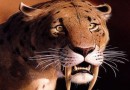 Оказалось что вымирание саблезубых кошек никак не связано с голоданием