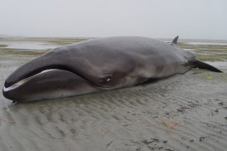 Карликовый кит найден в Новой Зеландии