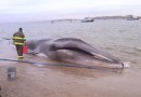 На пляж в американском штате Нью-Йорк выбросился кит горбач