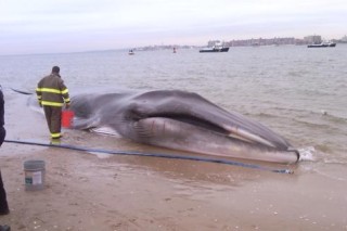 На пляж в американском штате Нью-Йорк выбросился кит горбач