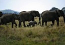 СИТЕС дала свое согласие на помощь в расследовании браконьерской охоты на слонов
