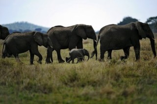 СИТЕС дала свое согласие на помощь в расследовании браконьерской охоты на слонов