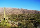 В американской пустыне число мусора превысило число животных