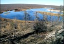 Около пятисот пятидесяти нарушений в законодательстве по охране природы было выявлено в Тюменской области