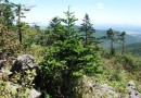 WWF России напоминает – пихта это не «новогодняя елка»