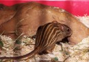 Грызунов из Ленинградского зоопарка, которые занесены в Красную книгу, будут скармливать хищникам