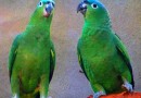 211 краснокнижных попугаев спасено от браконьеров в Парагвае