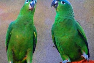 211 краснокнижных попугаев спасено от браконьеров в Парагвае