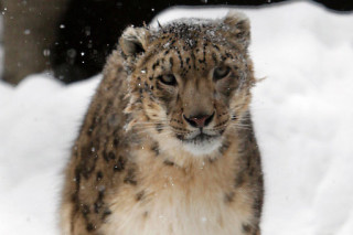 В этом году экологи попытаются сфотографировать котят ирбиса на Алтае