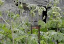 Местным видам растений угрожают инвазивные разновидности растений