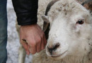 Польша запретила кашрут и халяль