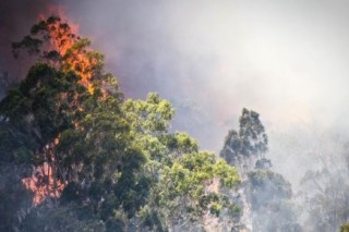 Бушующие в Австралии пожары подступают к Сиднею