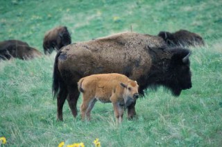 Якутия заплатит 13 млн. руб. за перевозку бизонов из Канады