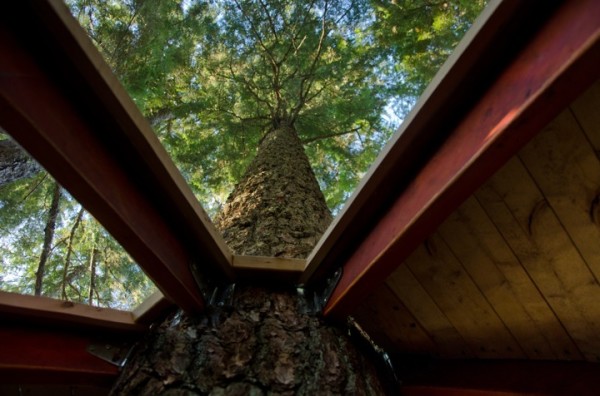 Дом на дереве в канадских лесах