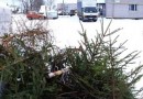 Впервые в Липецке перерабатывают в удобрения новогодние елки