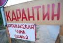 В Ярославской области обнаружили вирус африканской чумы свиней