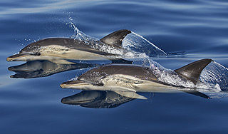 Ученые наблюдали за тем, как дельфины спасали погибающего сородича