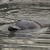 В Австралии дельфин помог местным экологам спасти стаю дельфинов