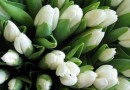 Продавец подснежников должен заплатить штраф в размере 380000 гривен