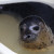 В этом году самые первые тюлени появились на островах Приморья