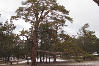 400-летнюю Ольхонскую сосну внесли в реестр старейших деревьев