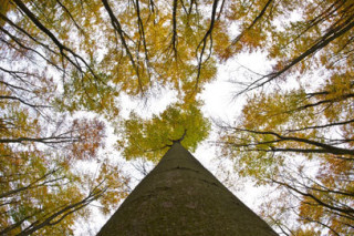Рубка деревьев на Дальнем Востоке в 2-4 раза превышает разрешенные объемы