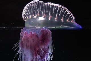 В Таиланде появились ядовитые медузы