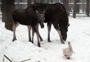 В Пермском крае вырубают леса, лежат горы мусора и царит бескультурье