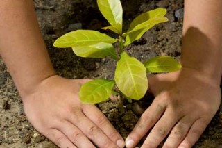 О защите этического обращения с растениями