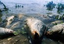 Экологи из Липецка борются с замором рыбы в реках и озерах